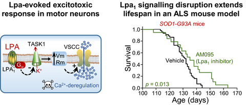 Interfering with lysophosphatidic acid receptor edg2/lpa1 signalling slows down disease progression in SOD1‐G93A transgenic mice