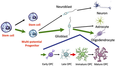 Oligodendrocyte progenitor proliferation is disinhibited following traumatic brain injury in leukemia inhibitory factor heterozygous mice
