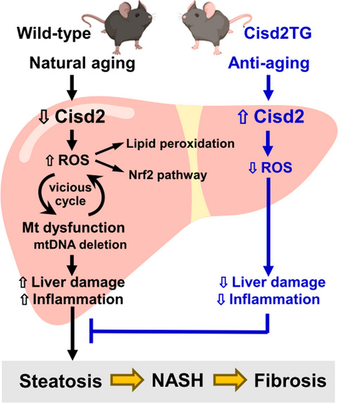Cisd2 slows down liver aging and attenuates age‐related metabolic dysfunction in male mice