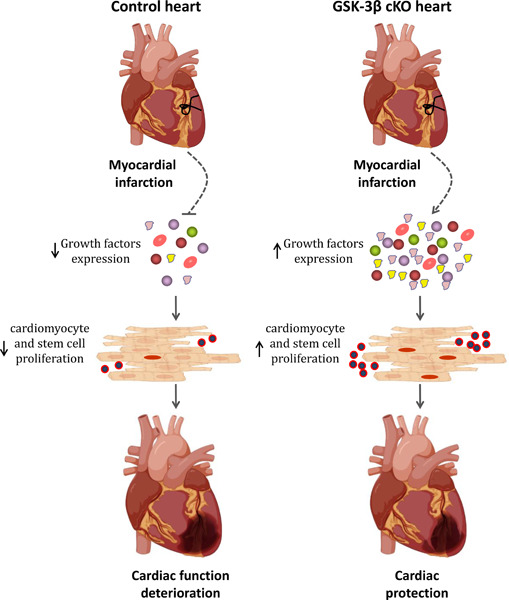 Cardiomyocyte‐GSK‐3β deficiency induces cardiac progenitor cell proliferation in the ischemic heart through paracrine mechanisms