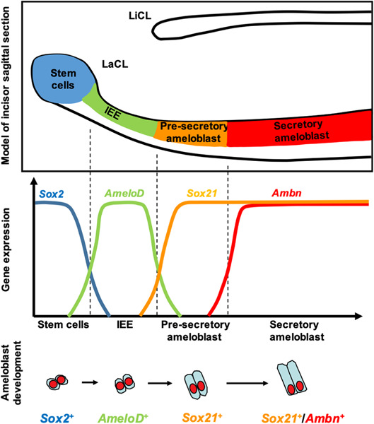 The tooth‐specific basic helix‐loop‐helix factor AmeloD promotes differentiation of ameloblasts