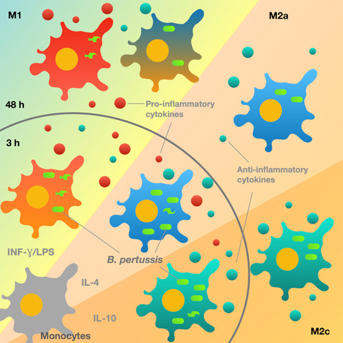 Human macrophage polarization shapes B. pertussis intracellular persistence