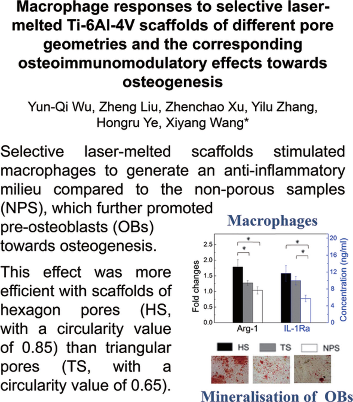 Macrophage responses to selective laser‐melted Ti‐6Al‐4V scaffolds of different pore geometries and the corresponding osteoimmunomodulatory effects toward osteogenesis