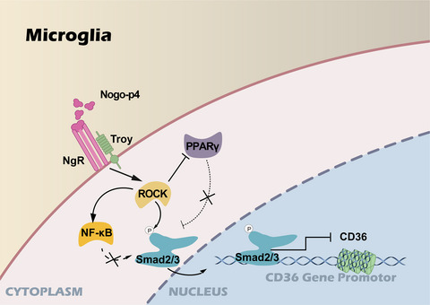 Nogo receptor impairs the clearance of fibril amyloid‐β by microglia and accelerates Alzheimer’s‐like disease progression
