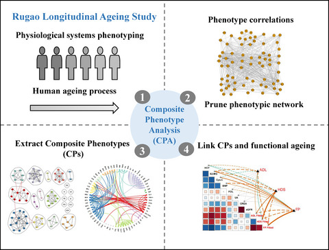 Phenotype correlations reveal the relationships of physiological systems underlying human ageing