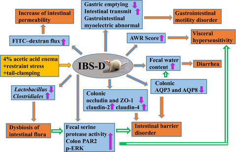 Changes in intestinal barrier protein expression and intestinal flora in a rat model of visceral hypersensitivity