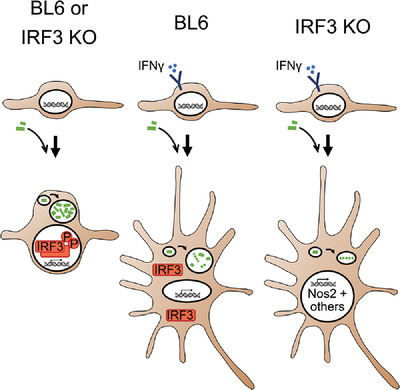 IRF3 inhibits IFN‐γ‐mediated restriction of intracellular pathogens in macrophages independently of IFNAR