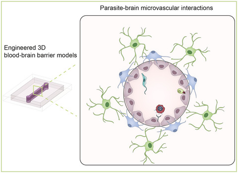 Understanding parasite‐brain microvascular interactions with engineered 3D blood‐brain barrier models