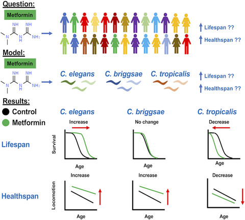 Metformin treatment of diverse Caenorhabditis species reveals the importance of genetic background in longevity and healthspan extension outcomes