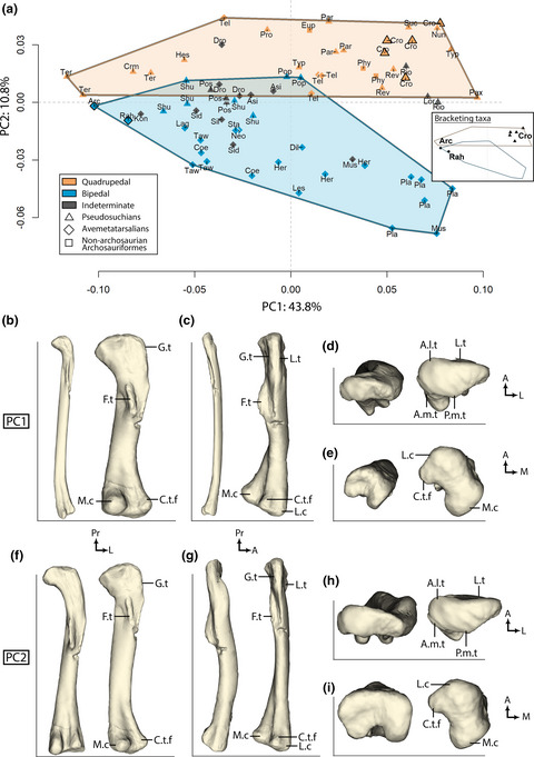 Femoral specializations to locomotor habits in early archosauriforms