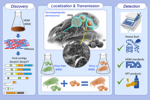 RNA viruses in the house dust mite Dermatophagoides pteronyssinus, detection in environmental samples and in commercial allergen extracts used for in vivo diagnosis