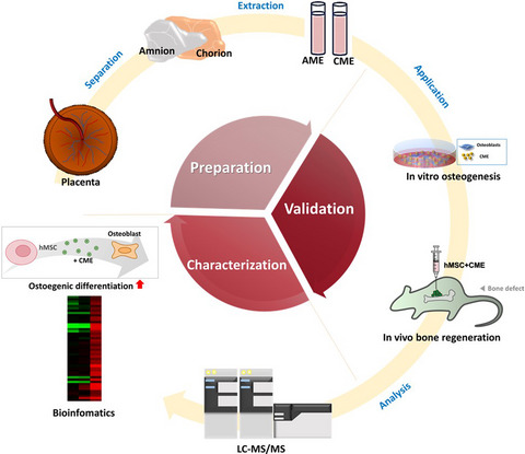 Comprehensive analysis of human chorionic membrane extracts regulating mesenchymal stem cells during osteogenesis