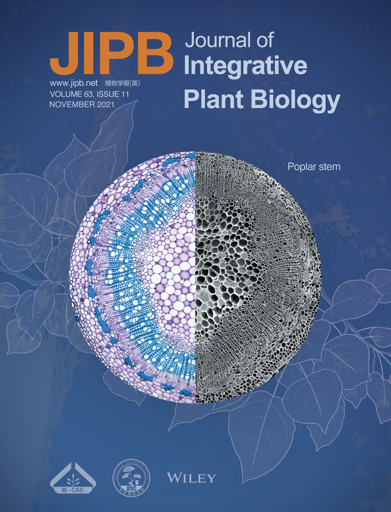 Interaction of brassinosteroid and cytokinin promotes ovule initiation and increases seed number per silique in Arabidopsis