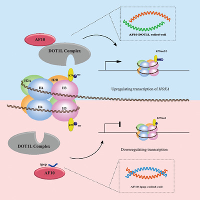 Structural characteristics of coiled‐coil regions in AF10‐DOT1L and AF10‐inhibitory peptide complex