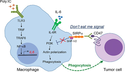 Poly(I:C) enhances the efficacy of phagocytosis checkpoint blockade immunotherapy by inducing IL‐6 production