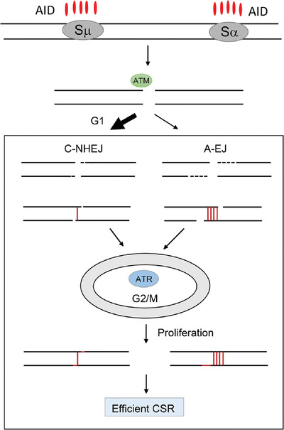 ATR kinase activity promotes antibody class switch recombination in B cells through cell cycle regulation without suppressing DSB resection and microhomology usage