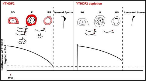 m6A reader protein YTHDF2 regulates spermatogenesis by timely clearance of phase‐specific transcripts