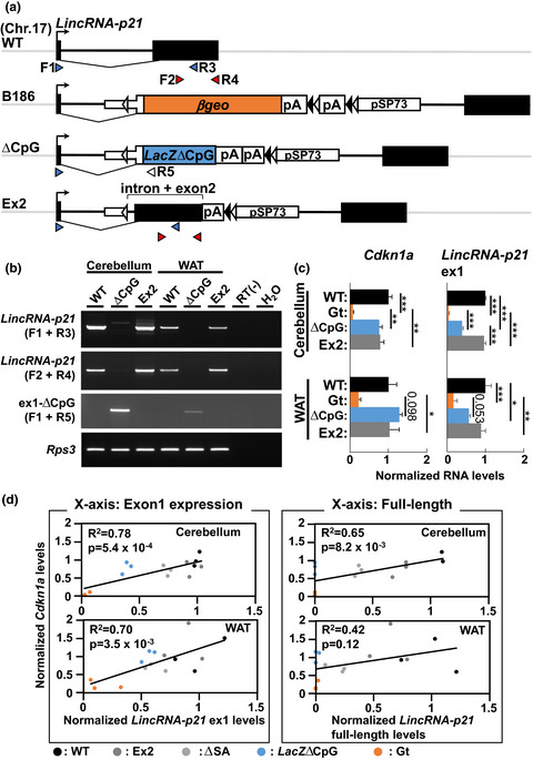 LincRNA‐p21 exon 1 expression correlates with Cdkn1a expression in vivo