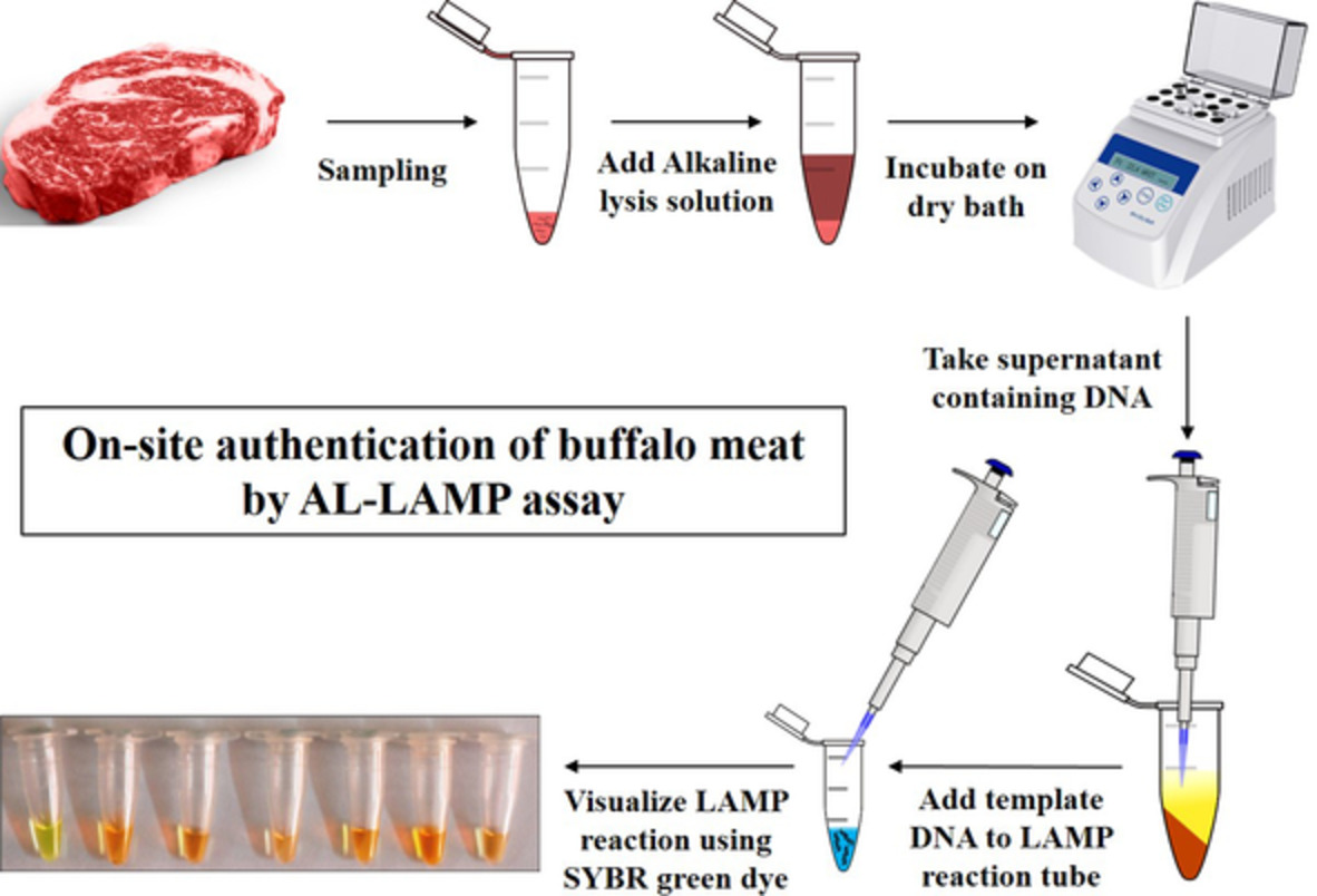 Alkaline lysis‐loop mediated isothermal amplification assay for rapid and on‐site authentication of buffalo (Bubalus bubalis) meat