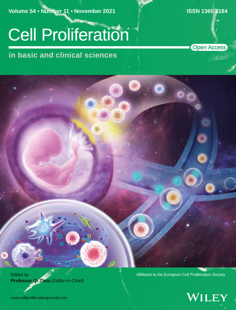 Enhancing targeted transgene knock‐in by donor recruitment