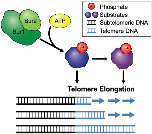 The Bur1 cyclin‐dependent kinase regulates telomere length in Saccharomyces cerevisiae