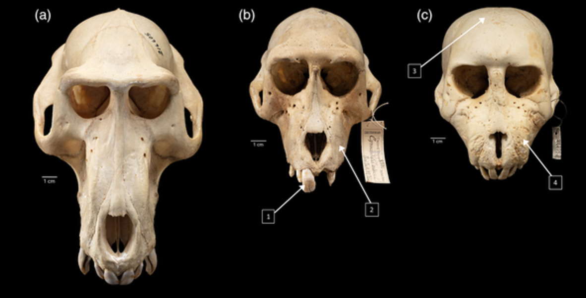 Investigating factors of metabolic bone disease in baboons (Papio spp.) using museum collections