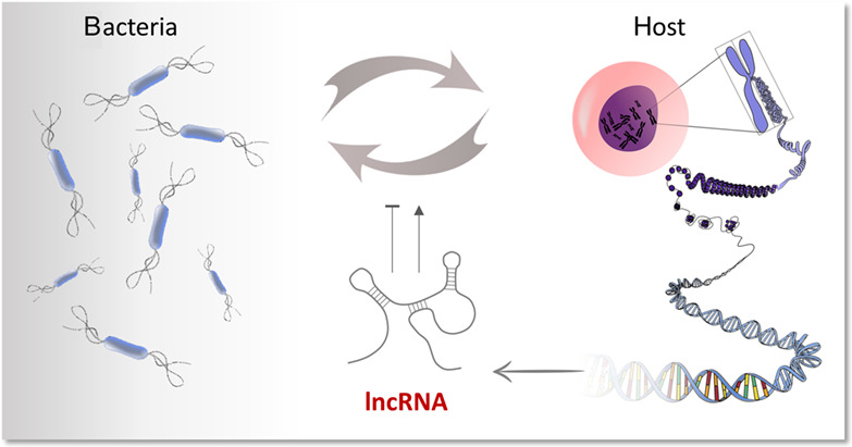 Long noncoding RNAs in bacterial infection