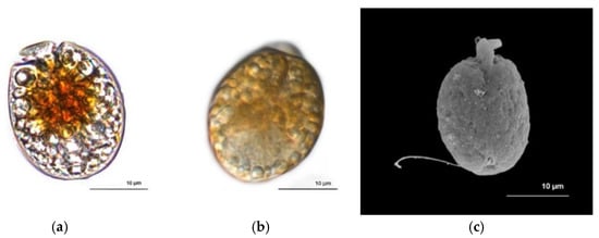 JoX, Vol. 11, Pages 33-45: Toxicity Bioassay and Cytotoxic Effects of the Benthic Marine Dinoflagellate Amphidinium operculatum