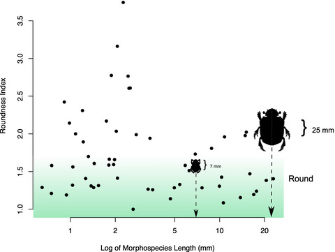 Seed size and pubescence facilitate secondary dispersal by dung beetles