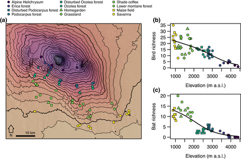 Associations of bird and bat species richness with temperature and remote sensing‐based vegetation structure on a tropical mountain