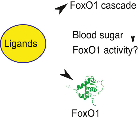 The role of FoxO1 and its modulation with small molecules in the development of diabetes mellitus: A review