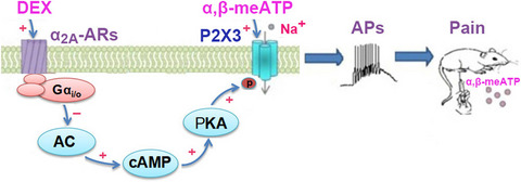 Suppression of P2X3 receptor‐mediated currents by the activation of α2A‐adrenergic receptors in rat dorsal root ganglion neurons