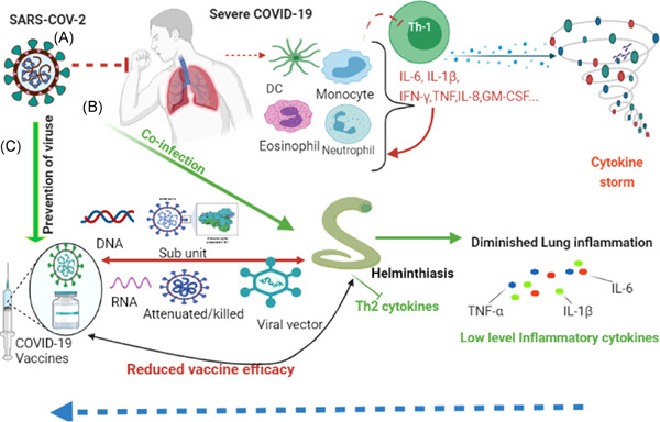 Immunomodulation of COVID‐19 severity by helminth co‐infection: Implications for COVID‐19 vaccine efficacy