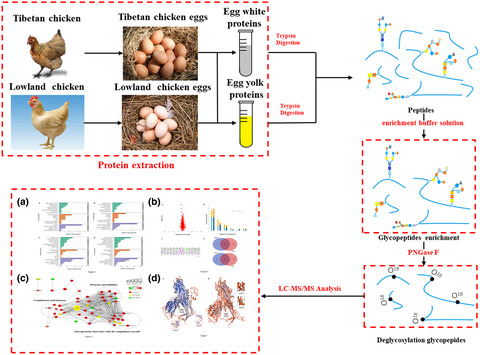Comparative N‐glycoproteomic analysis of Tibetan and lowland chicken fertilized eggs: Implications on proteins biofunction and species evolution