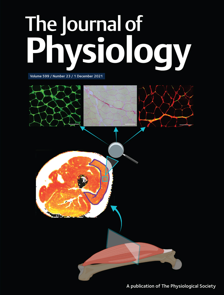 A ‘virtual’ revolution: non‐invasive methods to probe skeletal muscle metabolism in Duchenne muscular dystrophy