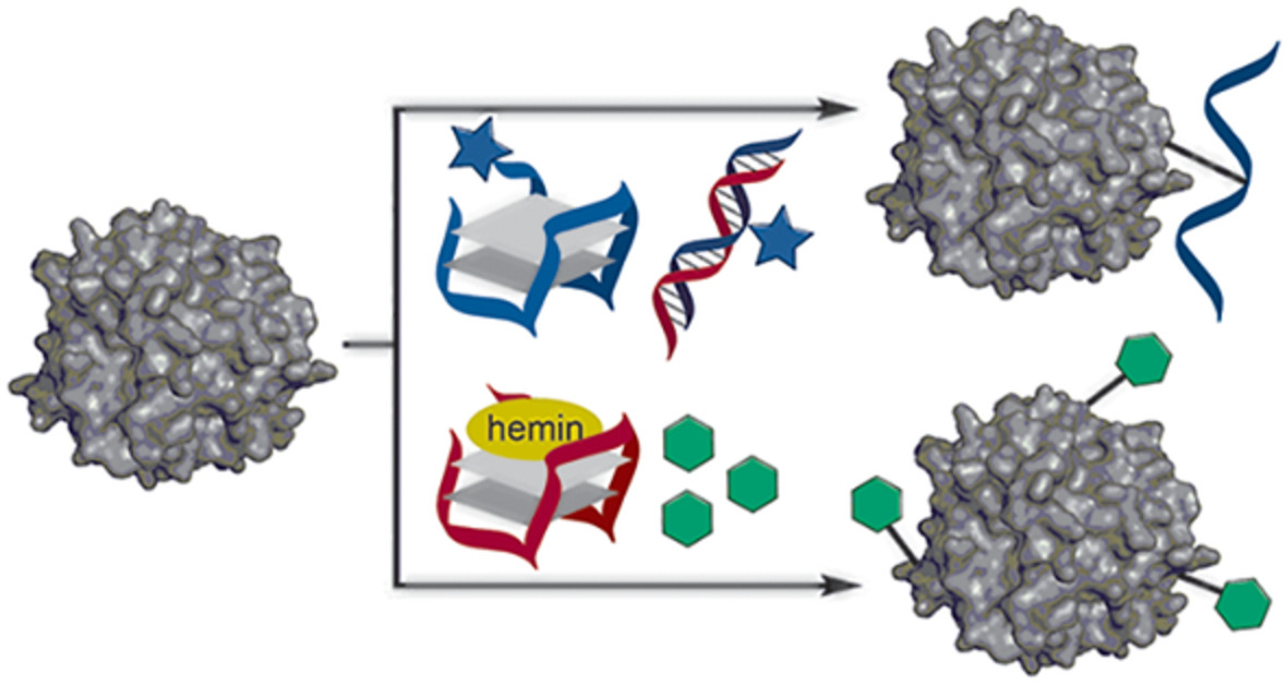 DNA‐assisted site‐selective protein modification