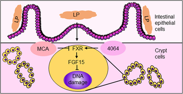 Lactobacillus plantarum alleviates irradiation‐induced intestinal injury by activation of FXR‐FGF15 signaling in intestinal epithelia