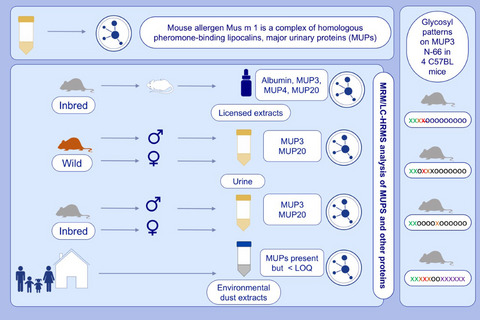 Diversity and complexity of mouse allergens in urine, house dust, and allergen extracts assessed with an immuno‐allergomic approach