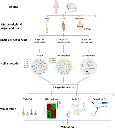 Advances in single‐cell sequencing and its application to musculoskeletal system research