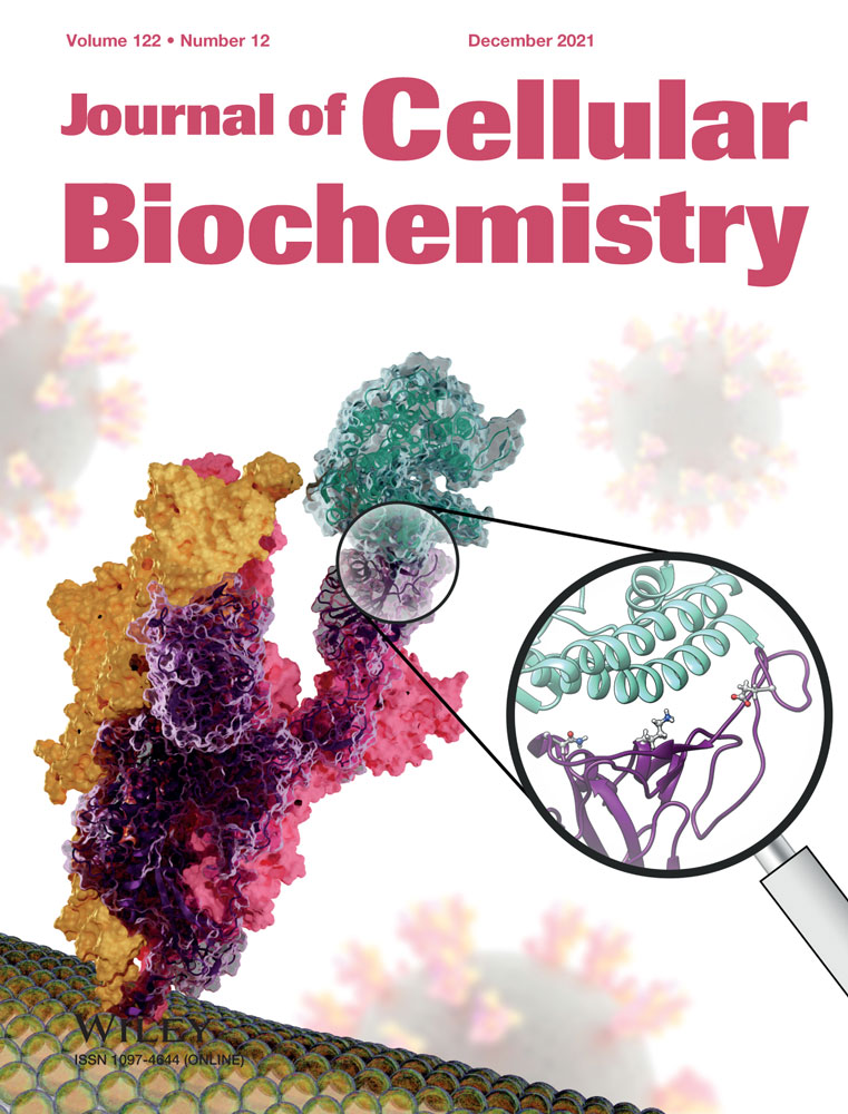 Role of BAG3 in bovine Deltapapillomavirus‐mediated autophagy