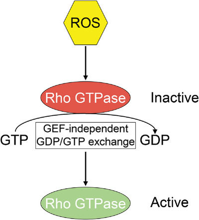 Rho GTPases: Non‐canonical regulation by cysteine oxidation
