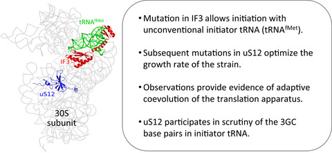 Systematic evolution of initiation factor 3 and the ribosomal protein uS12 optimizes Escherichia coli growth with an unconventional initiator tRNA