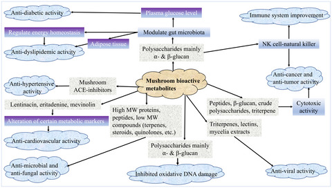 Nutraceutical potential of mushroom bioactive metabolites and their food functionality