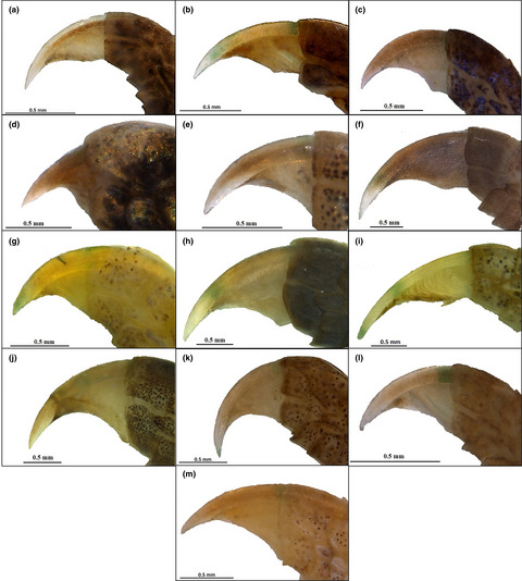 Claws and toepads in mainland and island Anolis (Squamata: Dactyloidae): Different adaptive radiations with intersectional morphospatial zones