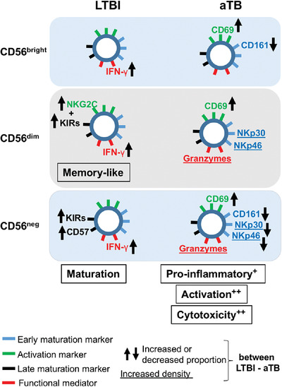 Differential expression of maturation and activation markers on NK cells in patients with active and latent tuberculosis