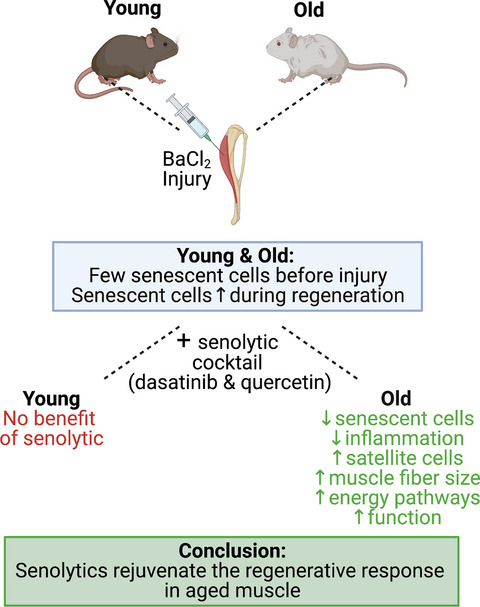 Deletion of SA β‐Gal+ cells using senolytics improves muscle regeneration in old mice