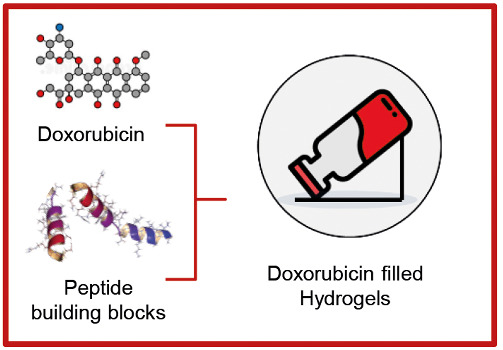 Peptide‐based hydrogels as delivery systems for doxorubicin
