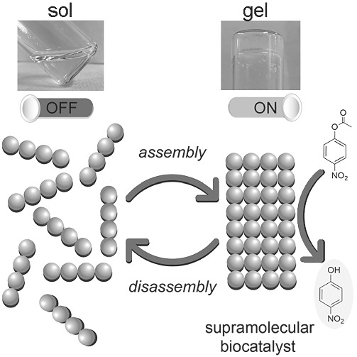 Heterochiral tetrapeptide self‐assembly into hydrogel biomaterials for hydrolase mimicry