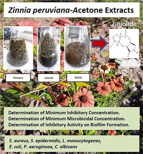 Biological activity of roots and aerial parts of Zinnia peruviana on pathogenic micro‐organisms in planktonic state and biofilm forming