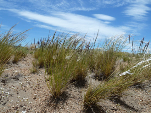 Loss of fungal symbionts at the arid limit of the distribution range in a native Patagonian grass—Resource eco‐physiological relations